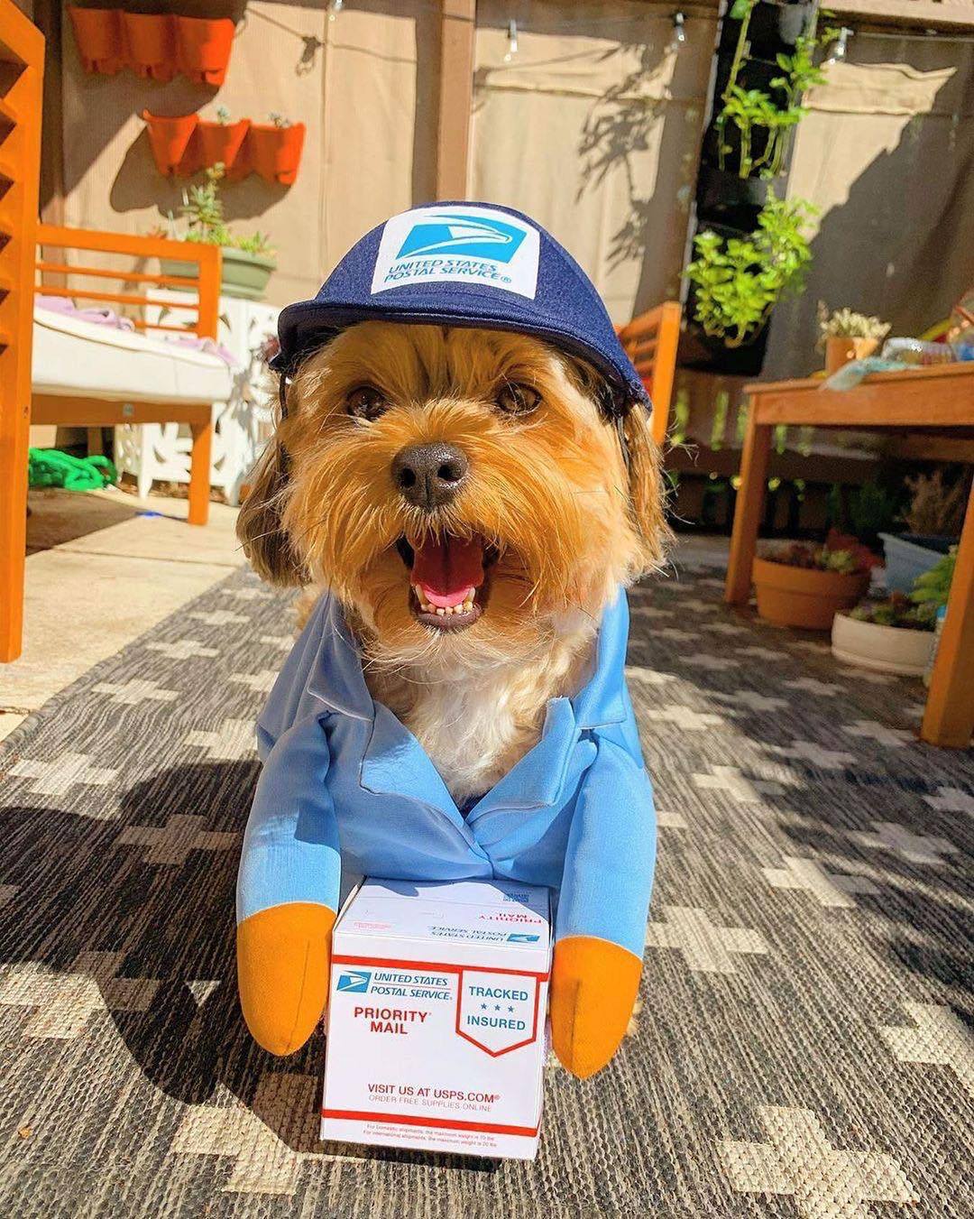 17TF] Kostum Anjing Peliharaan Lucu 