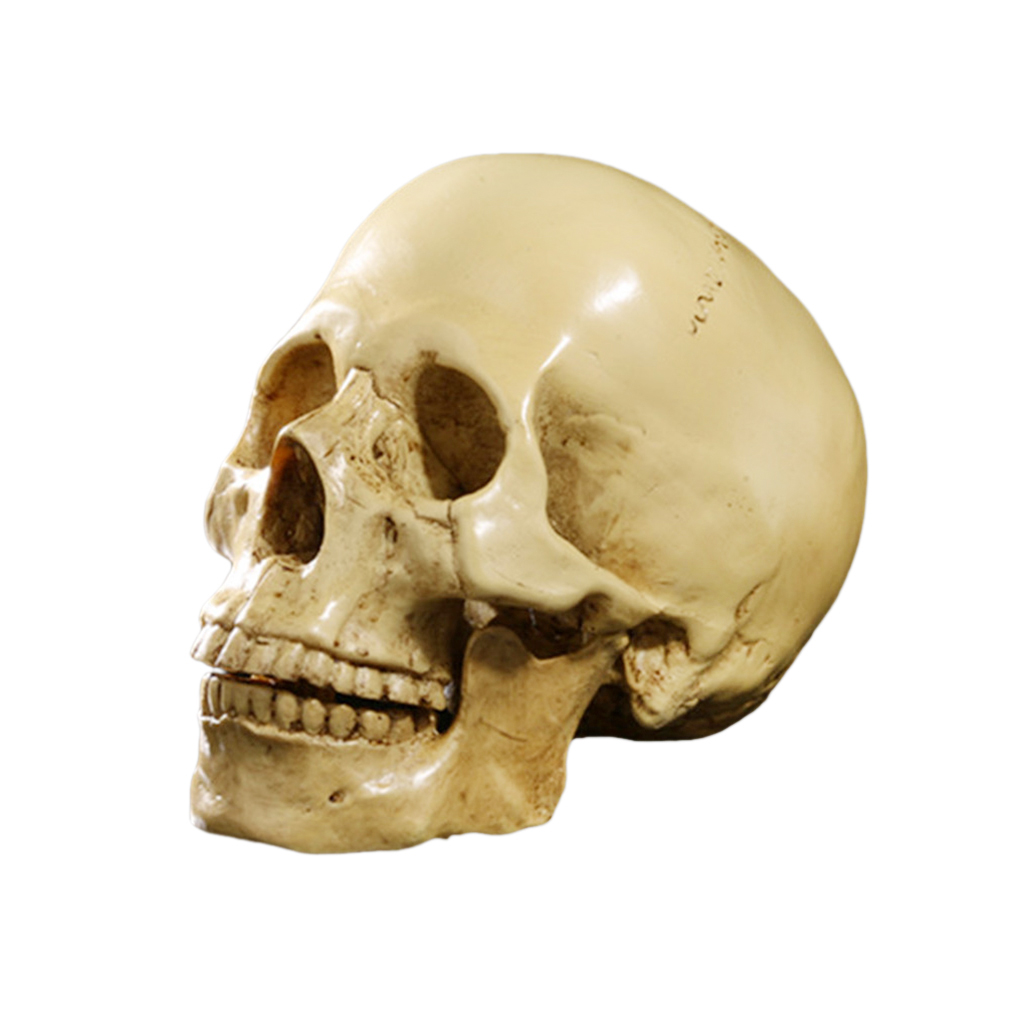 Human Skull - Realistic Resin Human Skull Model  - Great for Anatomical Tracing, Teaching, Halloween Party, Desk Decoration