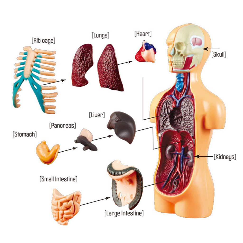 Science Human Body Torso Model Realistic Toys Laboratory Kits Grades 3+