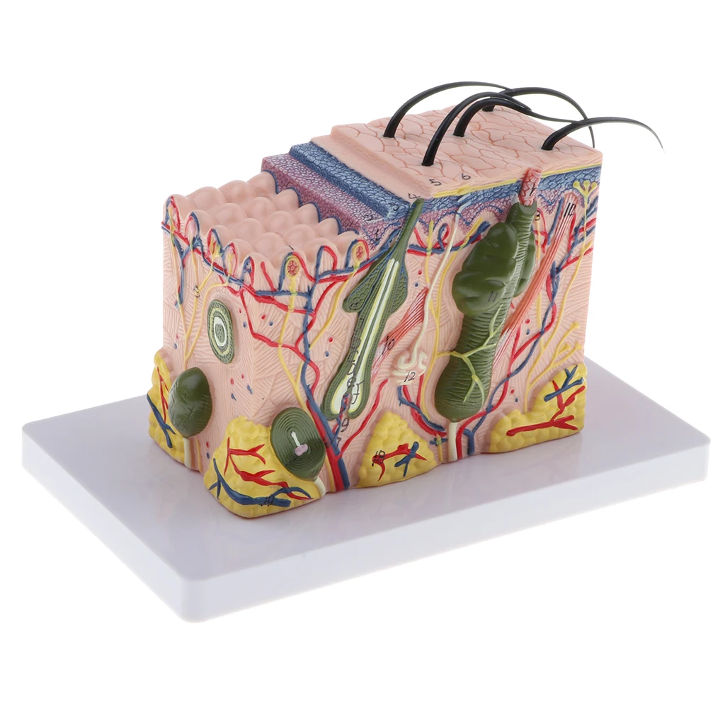 Magnify 35X Human Anatomical Skin Texture Subcutaneous Tissue Dissection Model Anatomy Biology Medical Teaching Aids