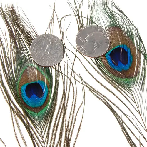 10x  Eye Tail Feathers DIY Fashion Crafts Hat Trimming 9-13 Inch