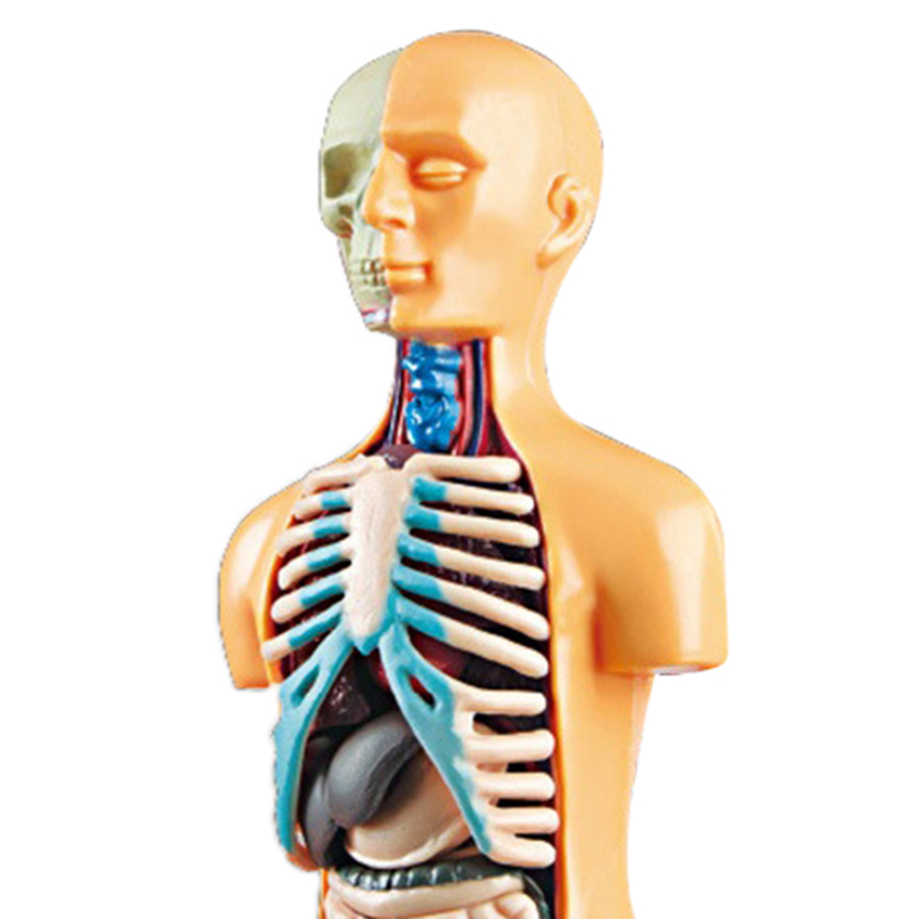 Human Body Model Classroom Realistic Assembly Learning Toys Teaching Aids Manequins Displays Torso Science Organs Skeleton