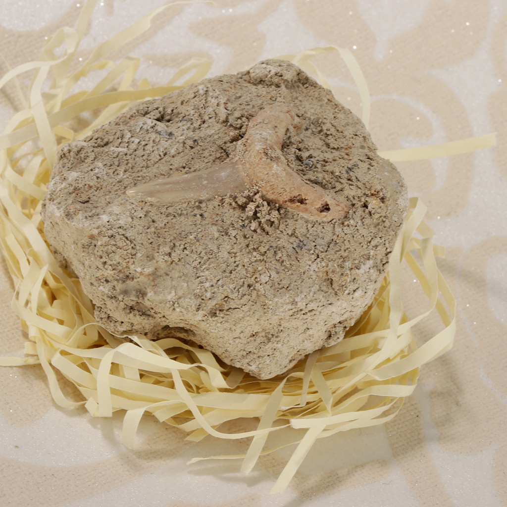 Rock Mineral Collection GN106-B Shark Tooth Specimen Educational Science Toy