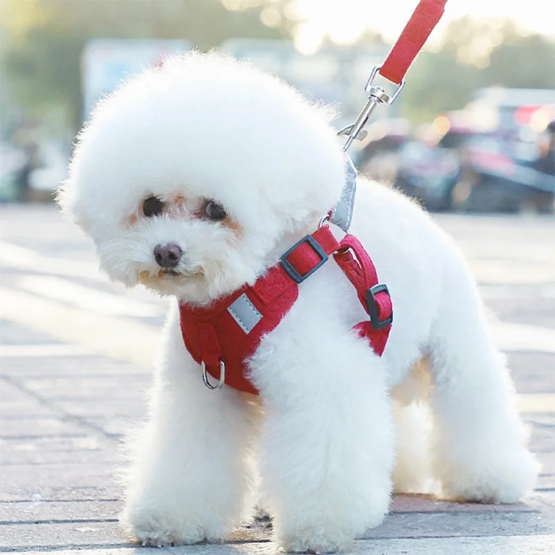 Un perro pequeño con un pelaje blanco esponjoso y un arnés rojo. El perro parece ser una raza con un corte de pelo distintivo que le da una apariencia redonda, parecida a la de un caniche.