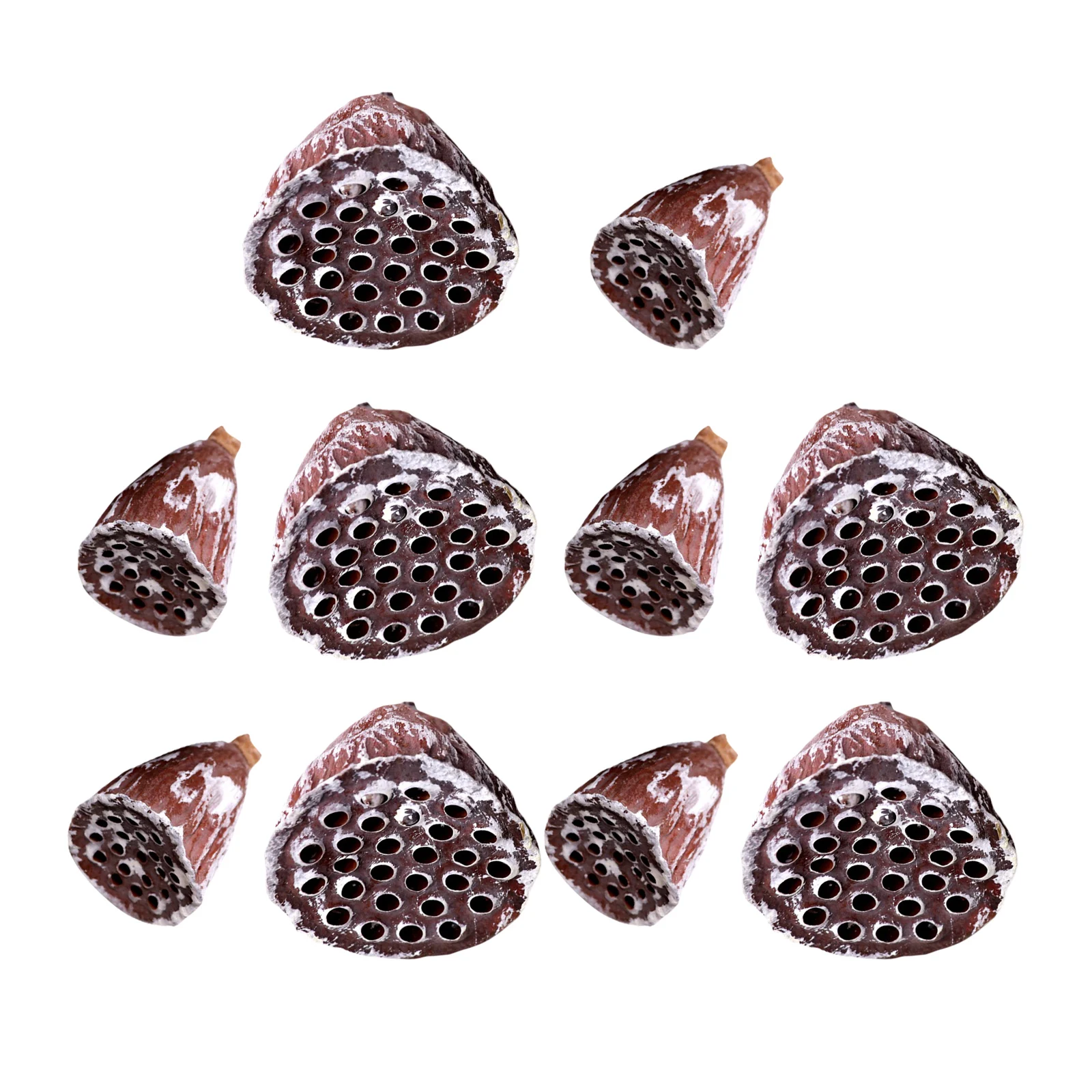 10pcs Natural Lotus Seedpods Flower Dried Lotus Pod Without Seed for Home Wedding Thanksgiving Christmas Autumn Decoration