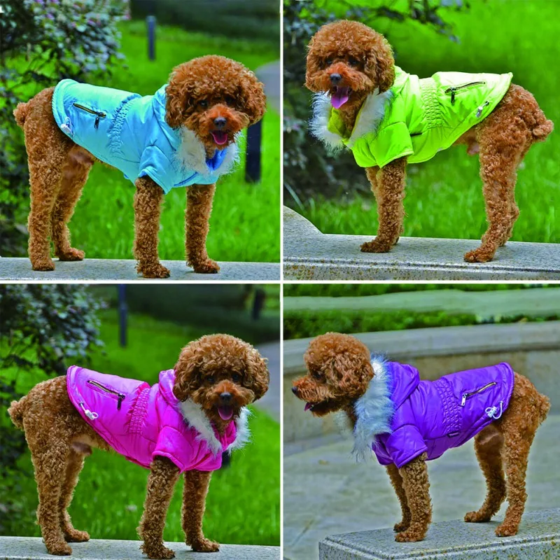 Un perro pequeño que lleva una serie de chaquetas de diferentes colores. El perro parece ser un caniche o una mezcla de caniche, dado su pelaje rizado. Las chaquetas están diseñadas para mantener al perro abrigado y están en tonos de azul, verde, rosa y morado.