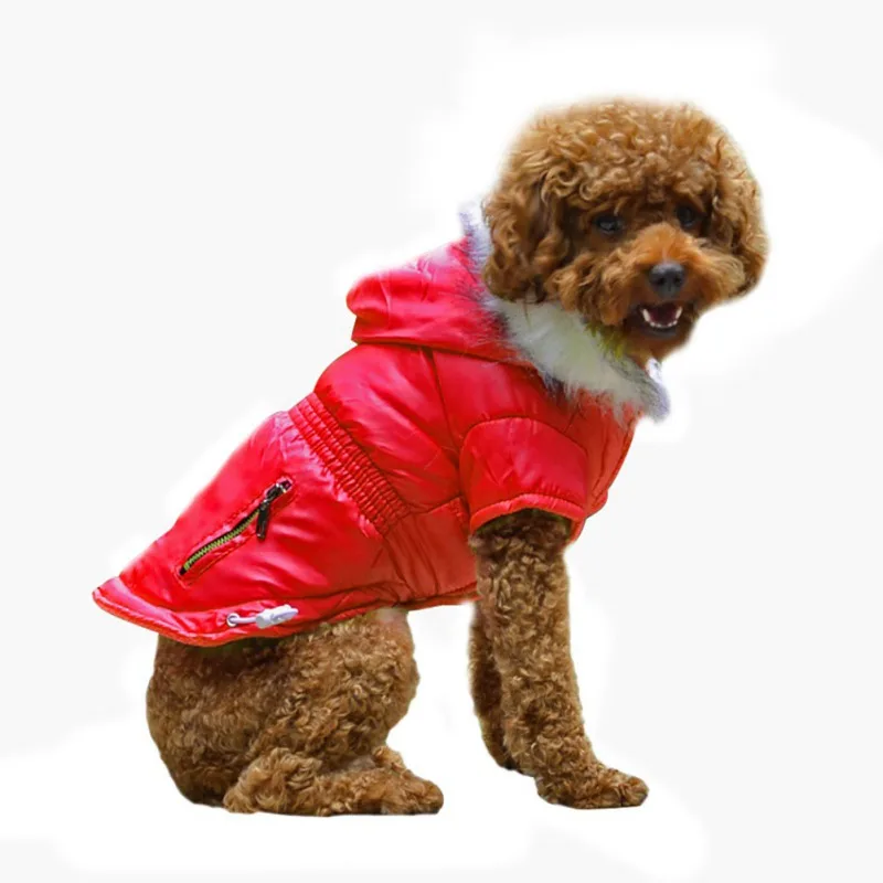 Un perro que lleva una chaqueta roja con capucha. El perro parece ser un caniche o una mezcla de caniche, dado su pelaje rizado. La chaqueta está diseñada para mantener al perro abrigado y tiene una cremallera y una capucha con lo que parece un ribete de piel sintética.