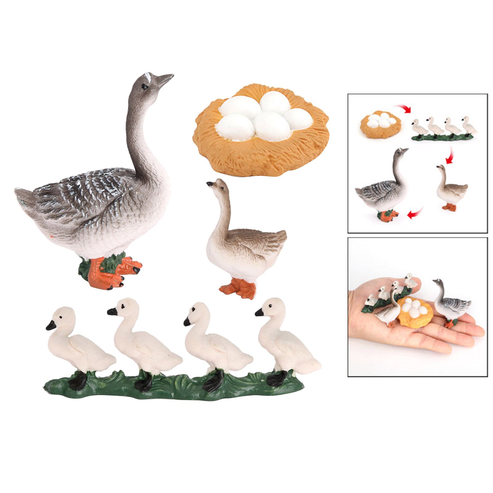 Groose Growth Cycle Plastic Life Cycle Animal Model Action Figures Biology Toy