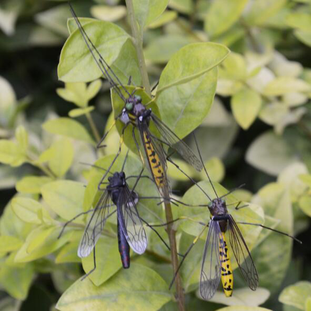 Artificial Mosquito Vivid Floating Hunting Handcraft Insect Ornament Indoor Outdoor Garden Decor Toys Mosquito Decor