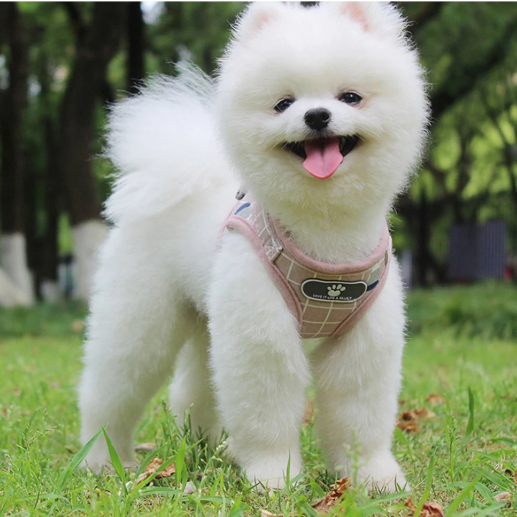 Dog Harness Vest Pet Outdoor Traction Rope Comfortable Dogs Cats Pomeranian