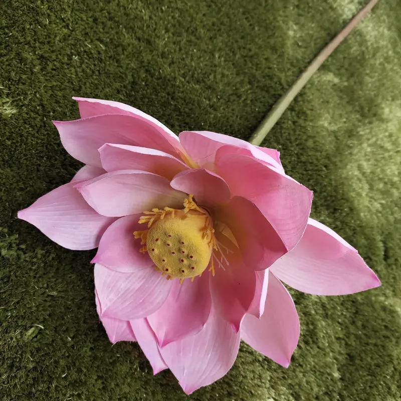 Una hermosa flor de loto rosa con sus pétalos completamente abiertos, dejando al descubierto el centro amarillo con pequeños estambres. La flor descansa sobre una superficie verde que parece ser una alfombra o tapete con textura parecida al musgo.