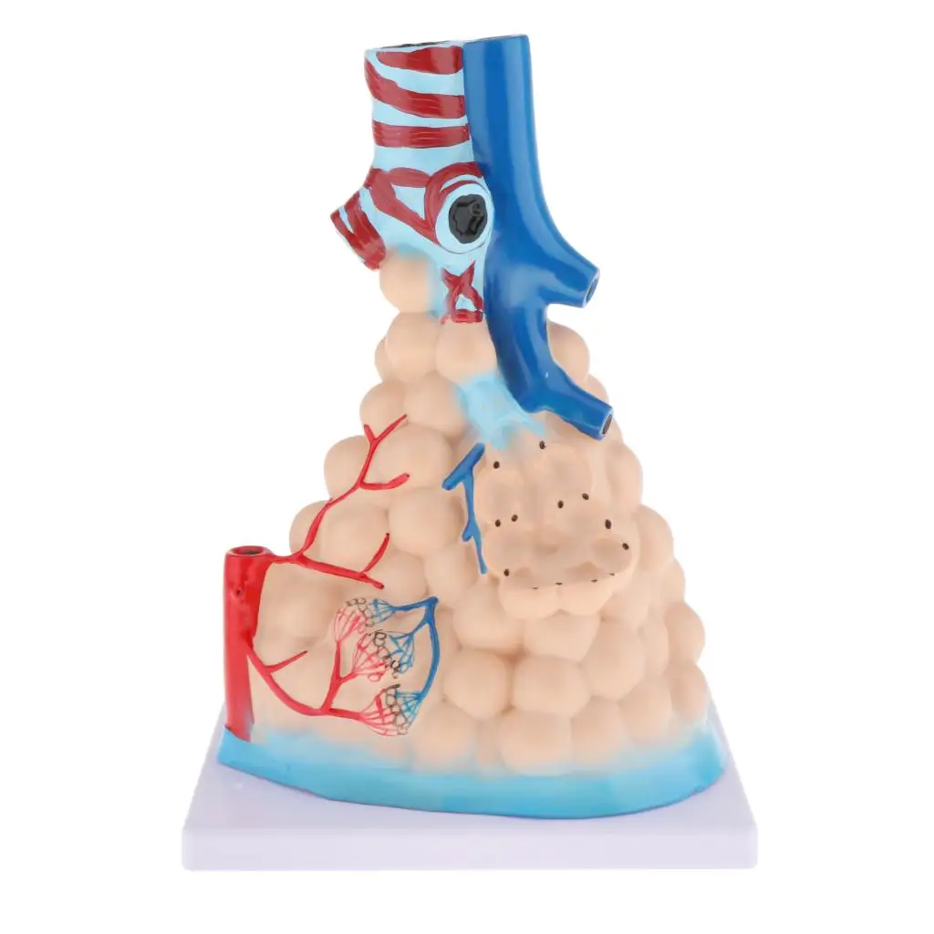 Alveolar Amplification Model Lungs Model Medical Goods Simulation Medical Tool