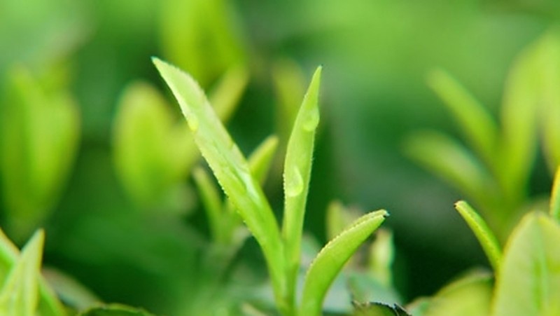 Tea Years Old Pu Er Puerh Pu er Pu erh Pu'er Puer Made in China 1962 Tea Brick Lose Weight Tea Tea Years Old Pu Er Puerh Pu er Pu erh Pu'er Puer Made in China 1962 Tea Brick Lose Weight Tea