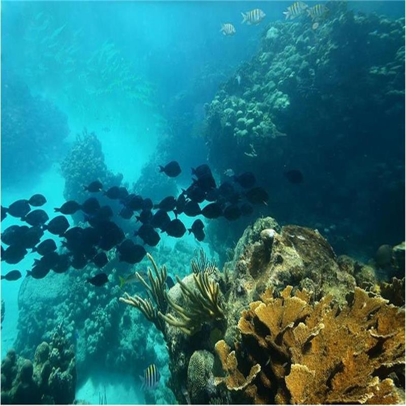 3D efektiga põrandakate, mis kujutab veealust maailma kalade ja korallidega