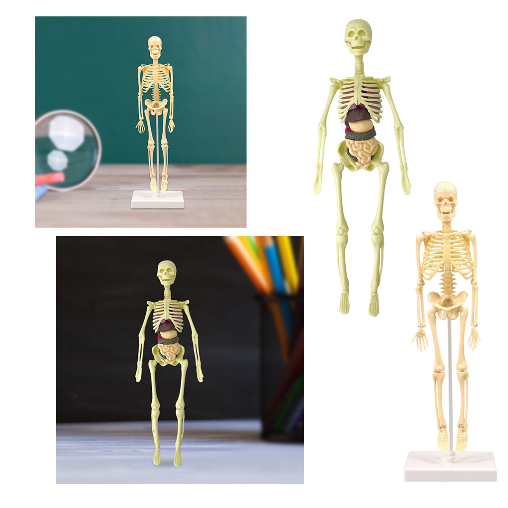  Model Realistic Body Anatomy for Learning Science Teaching