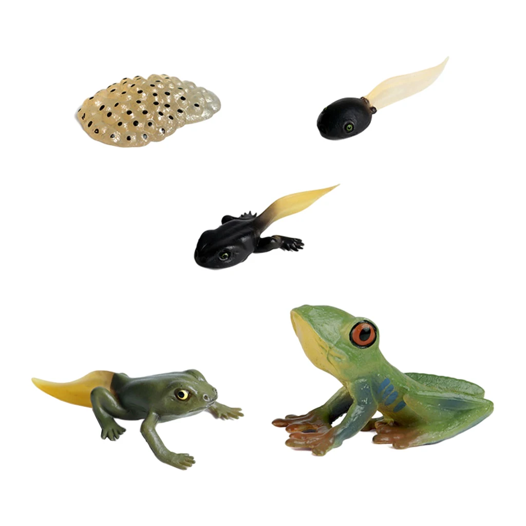 Kids Insect Cycle Figures Frog Growth Model Child Learning Toys Role Play Themed Party