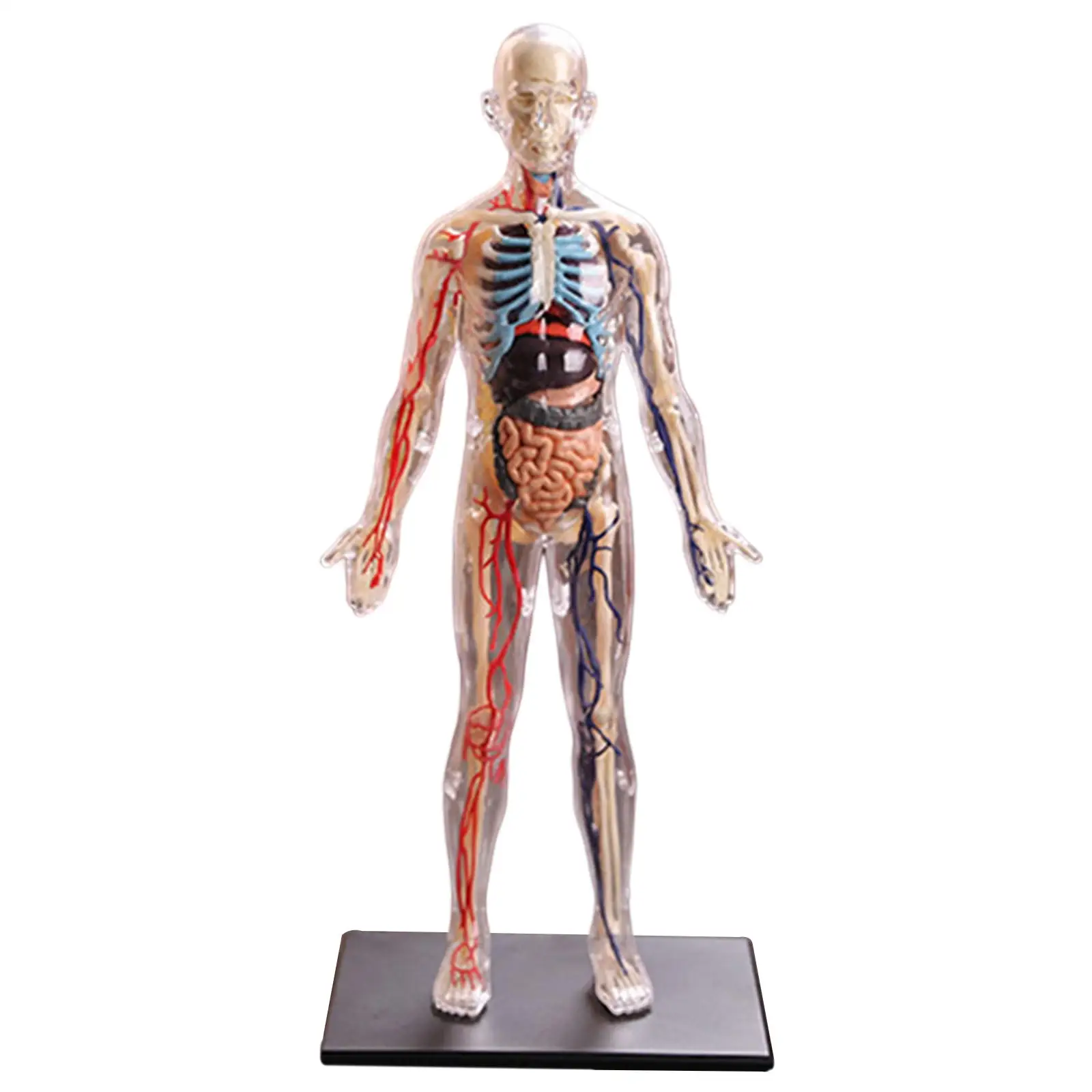 4D Assembled Human Organ Anatomy Model Montessori 3D Puzzle Teaching Toys
