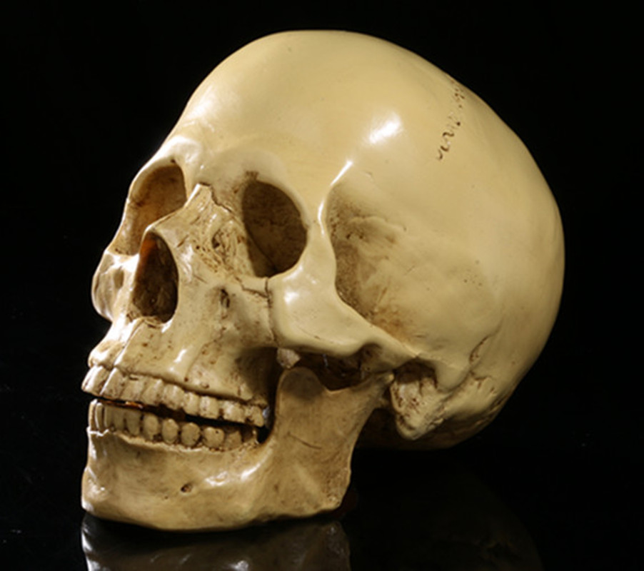 Human Skull - Realistic Resin Human Skull Model  - Great for Anatomical Tracing, Teaching, Halloween Party, Desk Decoration