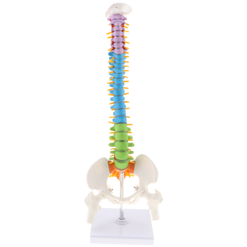Life Size Vertebral Column Anatomical Model Femurs Pelvis Science Education