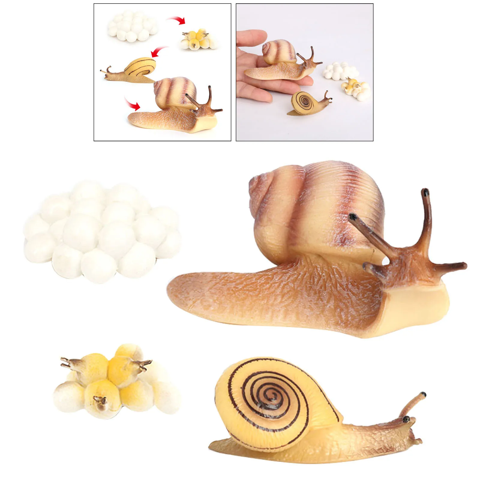 Four Stage Snail Growth Cycle Model Toys Life Cycle Display Toys, from Egg to Adult