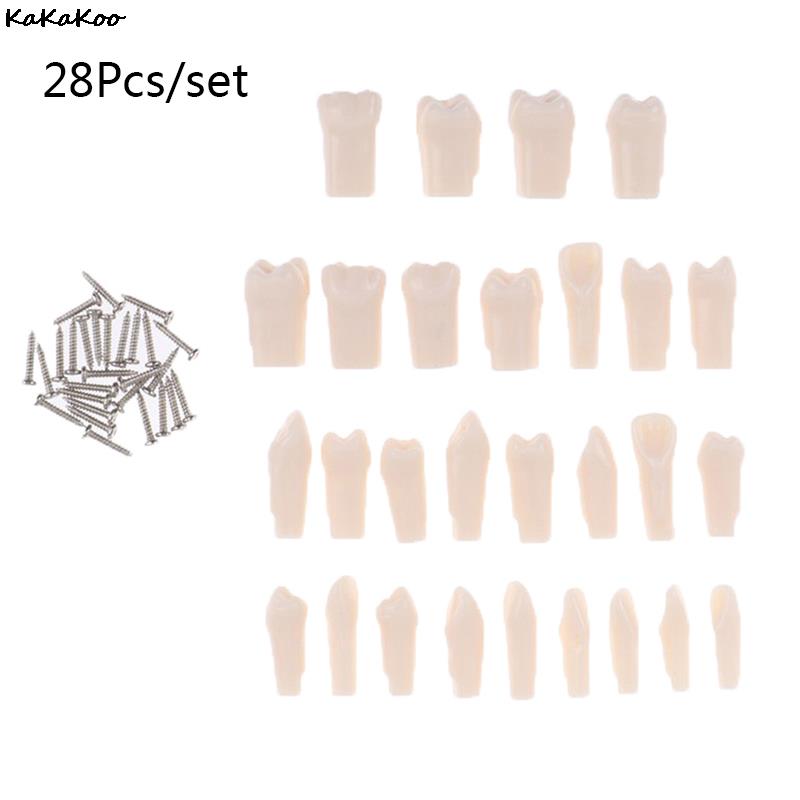 Best of 28 / 32Pcs Removable Tooth For Practice Model Dental Granule And Screw Teaching Simulation Model Teeth Model Reviews & Tips