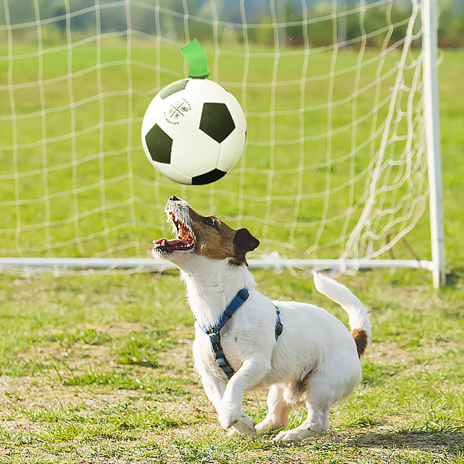 Dog Soccer Exercise Interactive Ball with Grab Tab Easy Grip Lawn Lake Swim Pool Beach Pet Puppy Football Training Toys