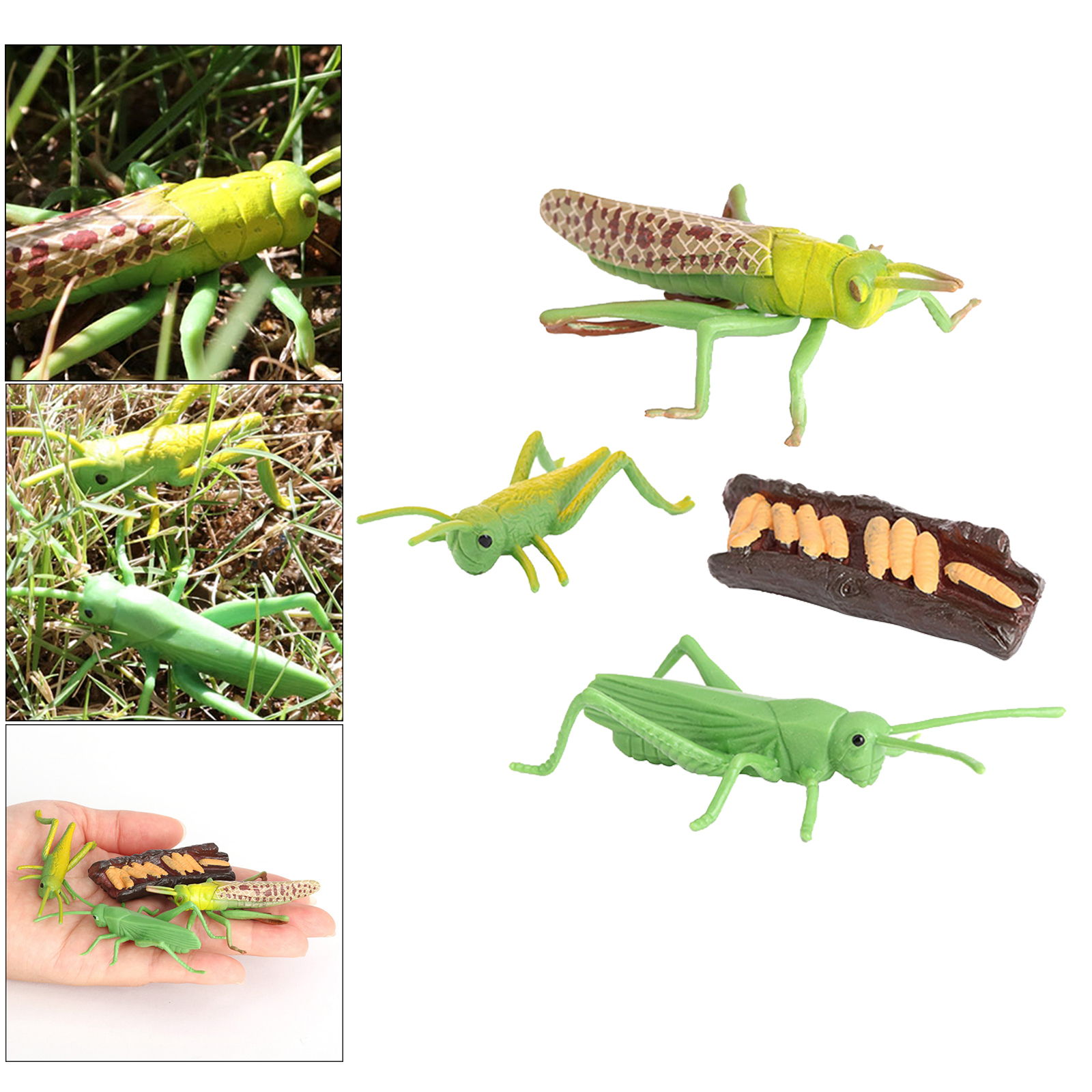 Nature Grasshopper Growth Life Cycle Playset Pre-school Education Learning Imagination Toys