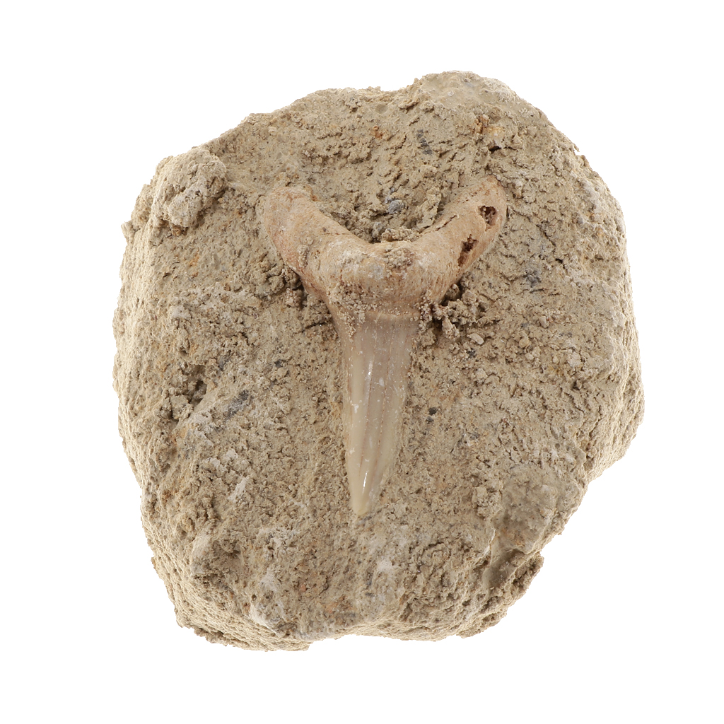 Rock Mineral Collection GN106-B Shark Tooth Specimen Educational Science Toy