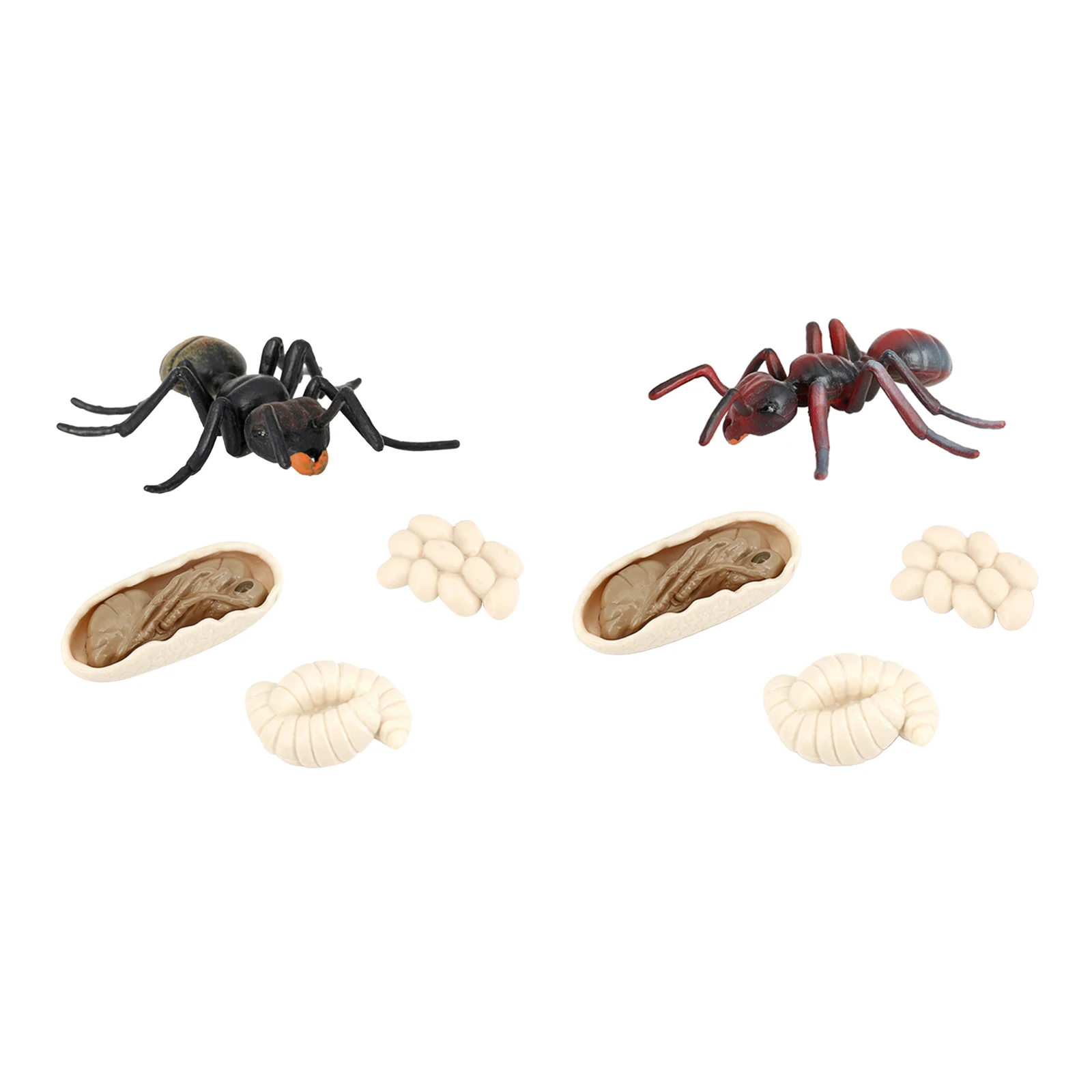 Accessoires de classe Phases du cycle de vie Jouets éducatifs pour enfants BESPORTBLE Lot de 5 fourmis Noir enseignants étudiants 