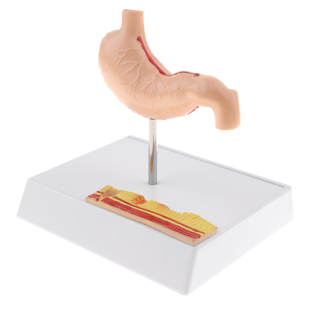 1: 1 Human Stomach Model with Detailed Illustrations, Anatomy