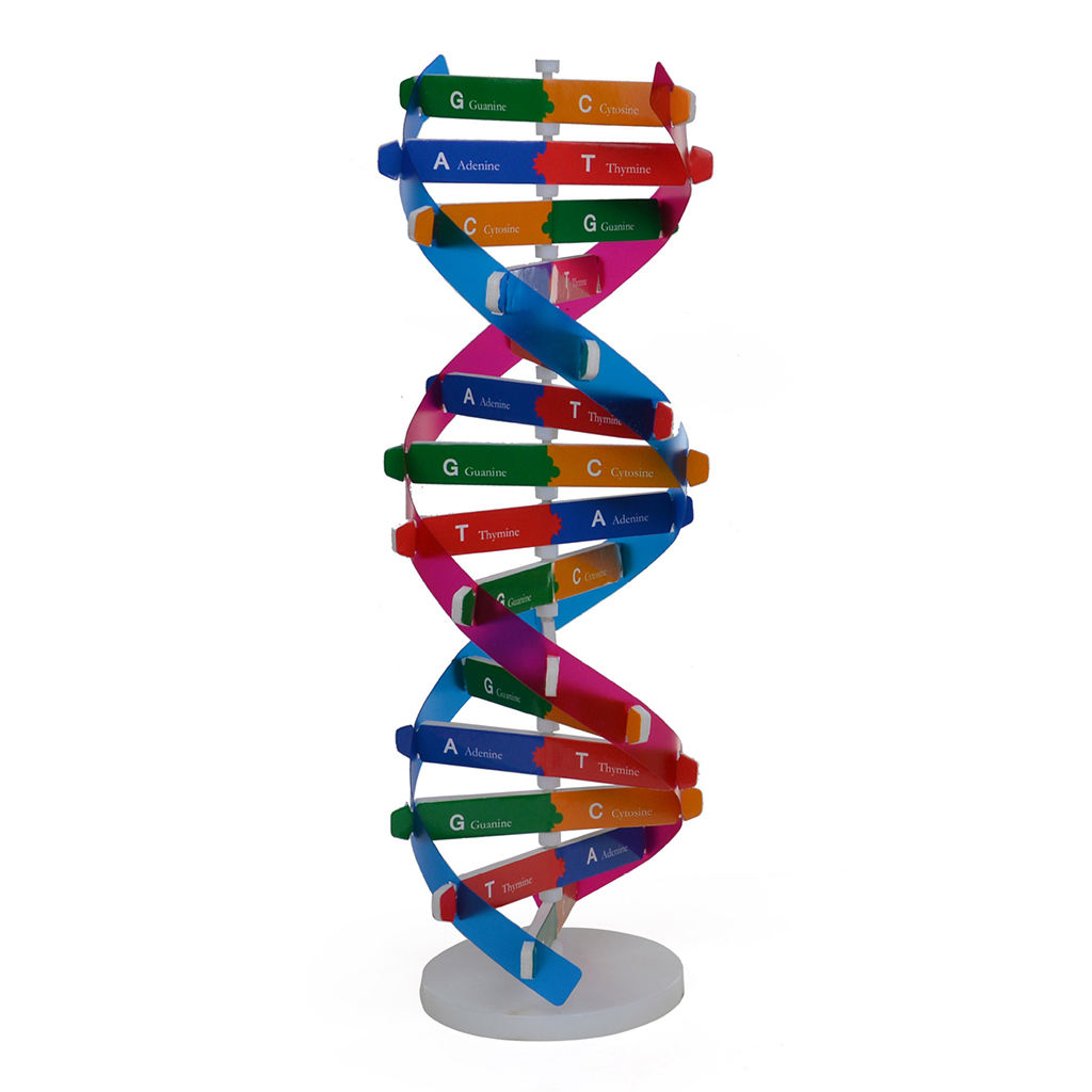 Human Genes DNA Models Double，Science Toys Teaching Learning Toy，Teaching