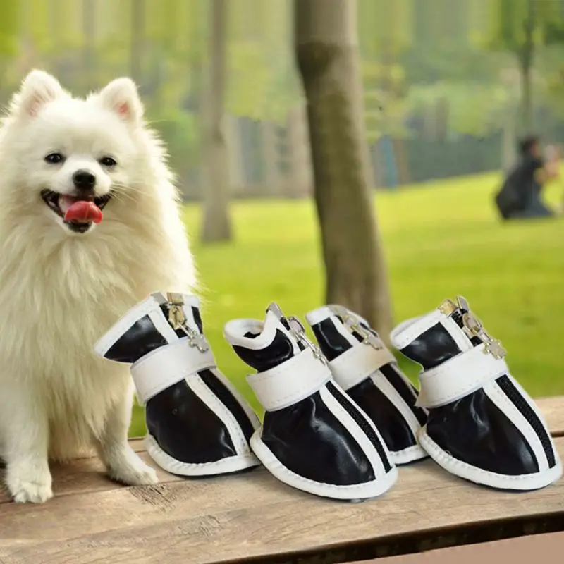 Un pequeño perro blanco sentado sobre una superficie de madera, probablemente un banco o una mesa, con una expresión feliz. Delante del perro hay tres pares de zapatos blancos y negros, que, dada su talla, parecen zapatos de niño.