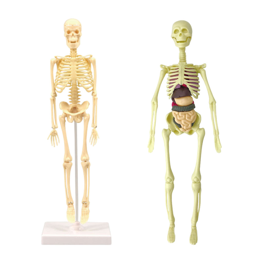  Model Realistic Body Anatomy for Learning Science Teaching