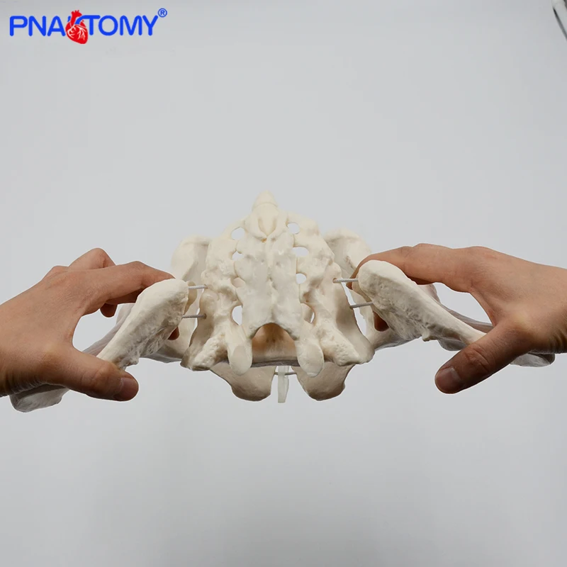 espécime, esqueleto quadril, anatomia ferramenta médica, escola usada, 1:1 púbis