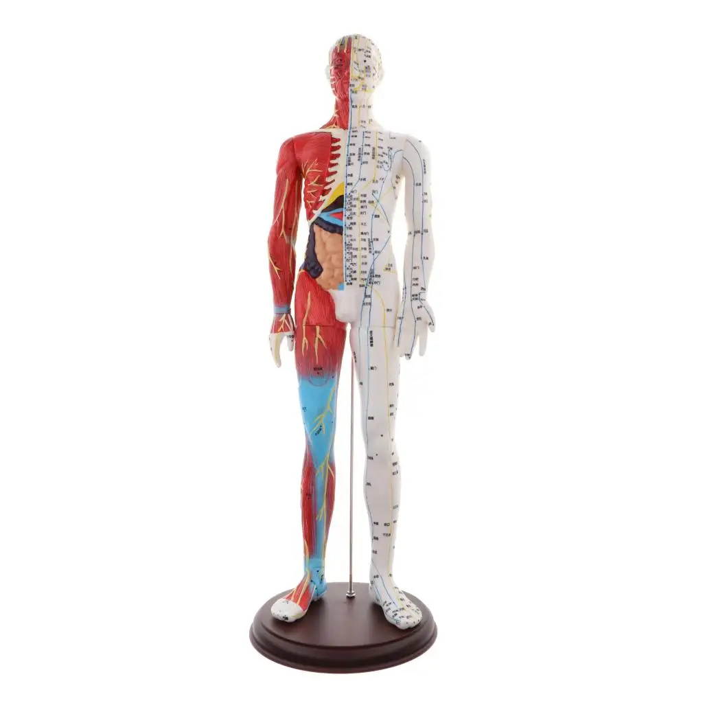 estátua, modelo de osso muscular masculino, modelo