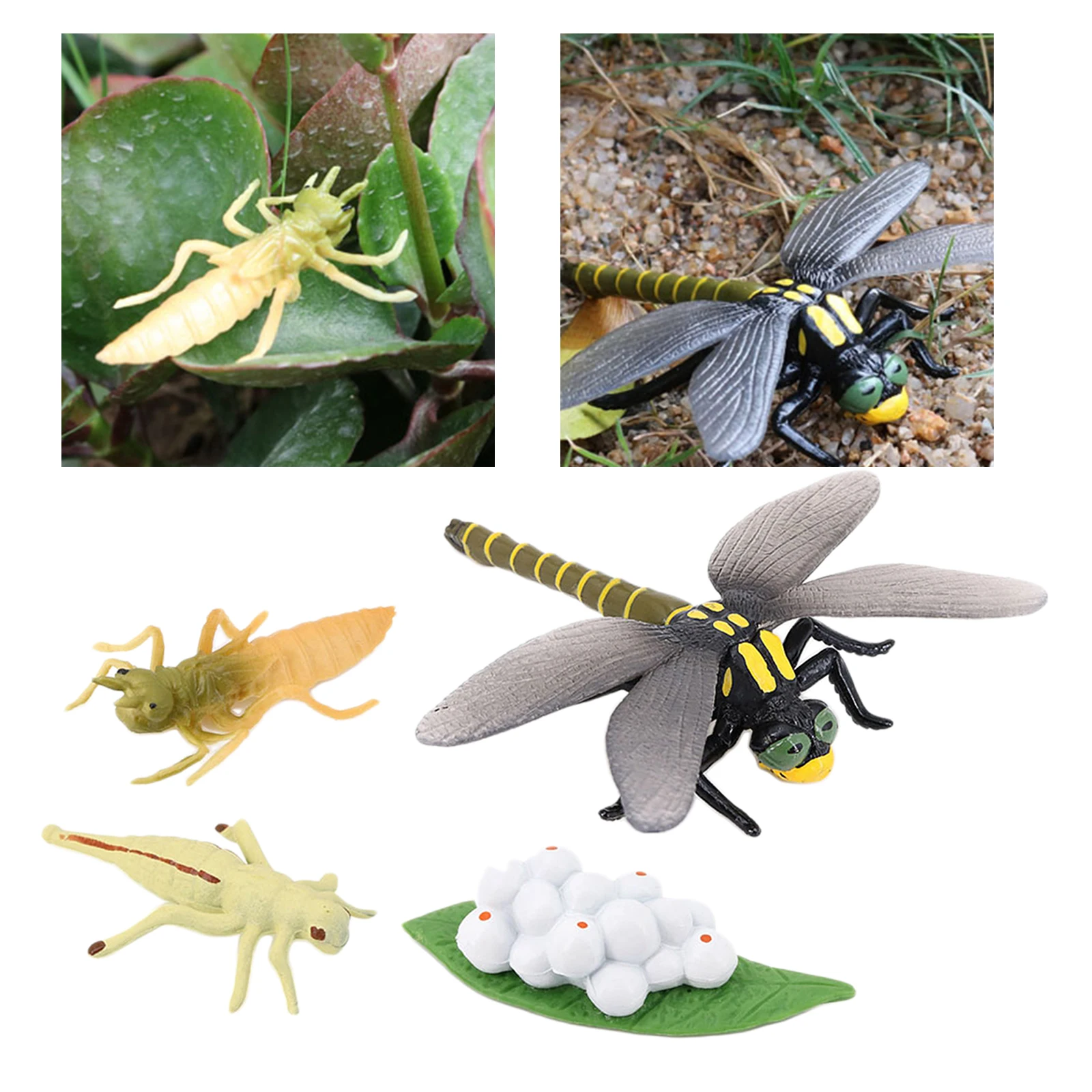 4 Stages Life Cycle of Dragonfly Nature Insects Life Cycles Growth Model Game Prop Insect Animal Natural Toy