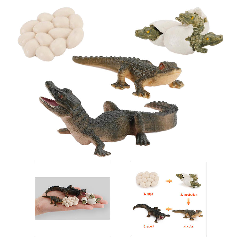 Life Cycle Alligator Model Kids Child Imagination Biology Toys Teaching Aids