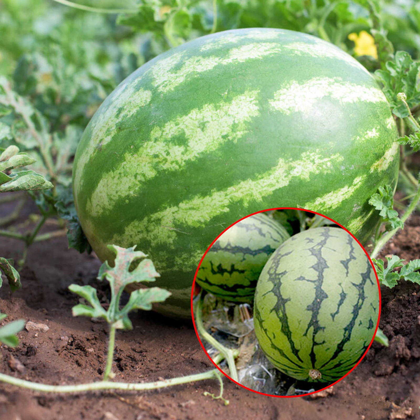24 Pcs Plastic Melon Support Plant Garden Cradle for Watermelon Pumpkin US G 