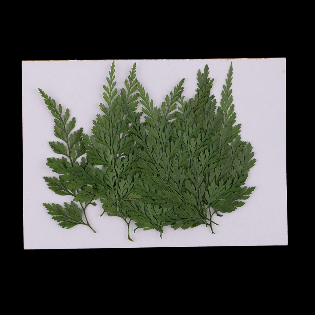 12 Pack Pressed Leaves Natural Dried Flowers for Scrapbooking Card making DIY Art Craft - 5 - 6cm / 1.97 - 2.36