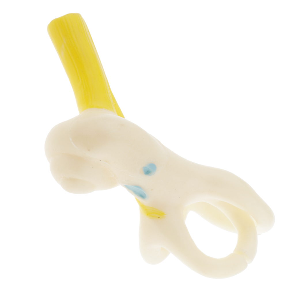 Magnification 5x Human Ear Semicircular Canal Anatomical Model Lab Ornament