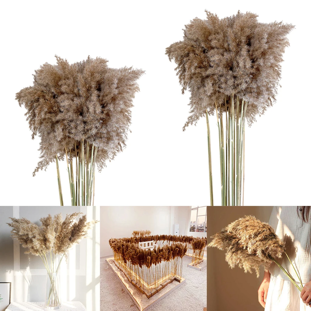 10pcs Dried Pampas Grass Feathers Natural Dried Reed Flowers Bouquet Arrangements for Wedding Vase Holder Garland Home Decor