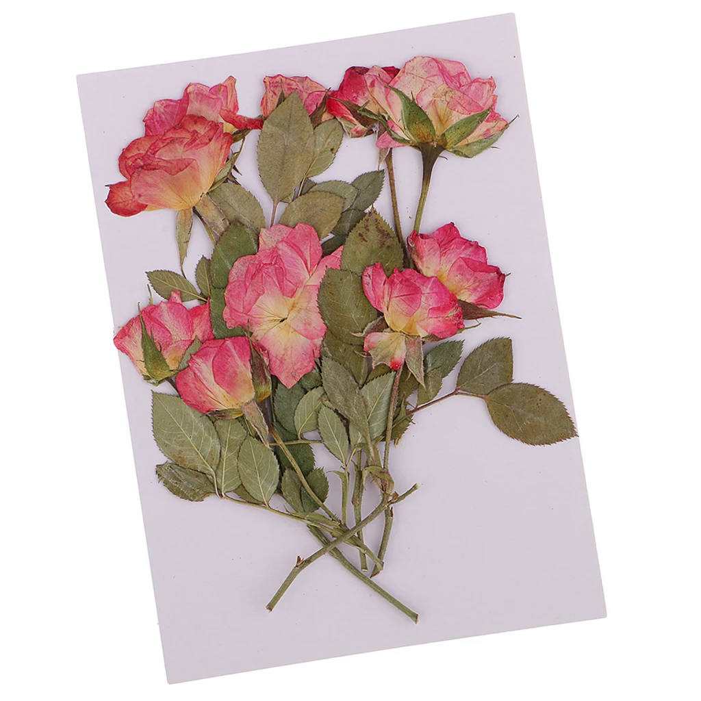 10 Pieces Real Pressed Bunch of Rose Buds with Brunches Dried Flowers For