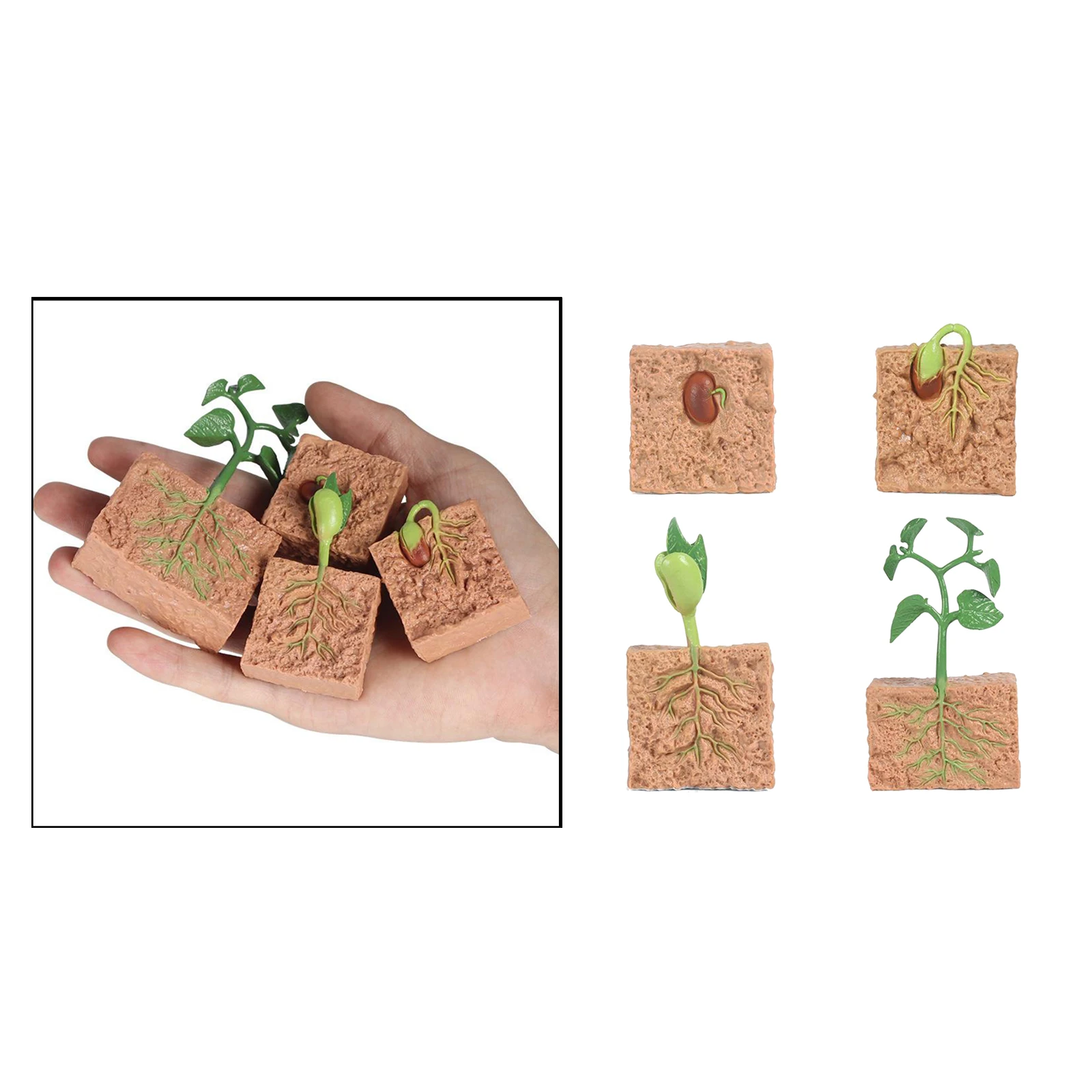 Kids Plant Soybeans Seeds Growth Life Cycle Model Biology Toys Child Education 