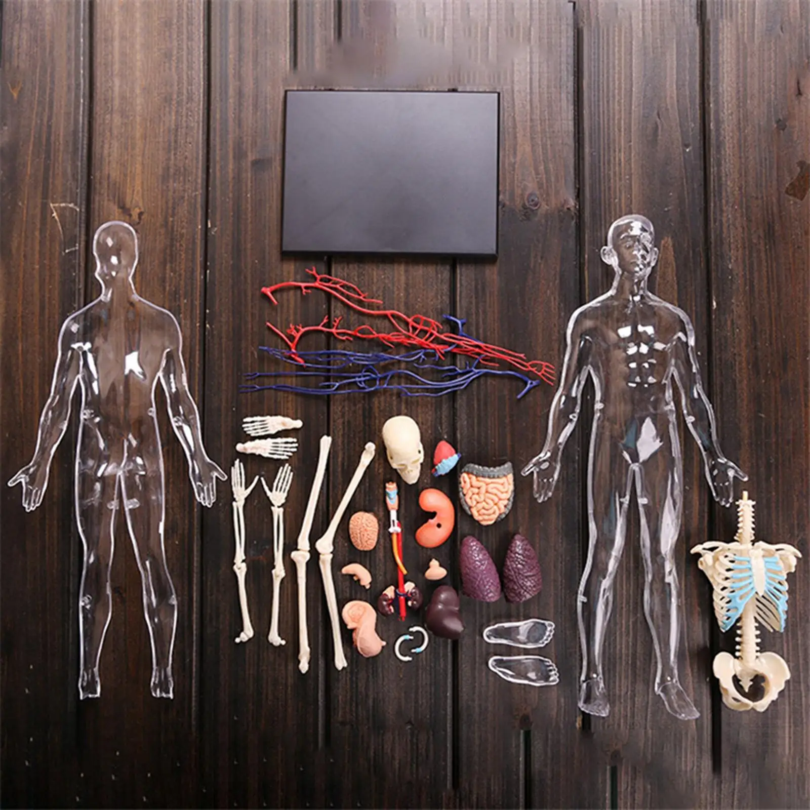 4D Assembled Human Organ Anatomy Model Montessori 3D Puzzle Teaching Toys