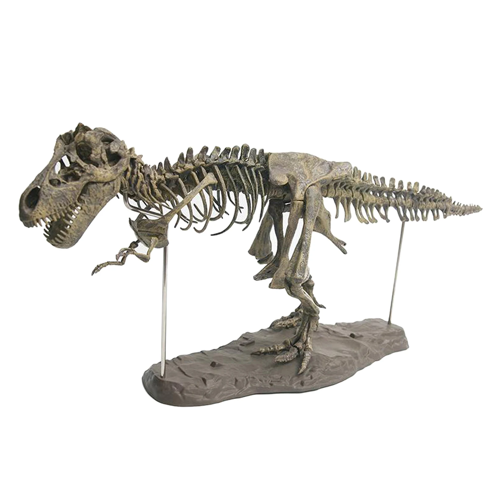 4D Dinosaur Skeleton Model Display Bones Skeletons Figurine Living Room Office Decor