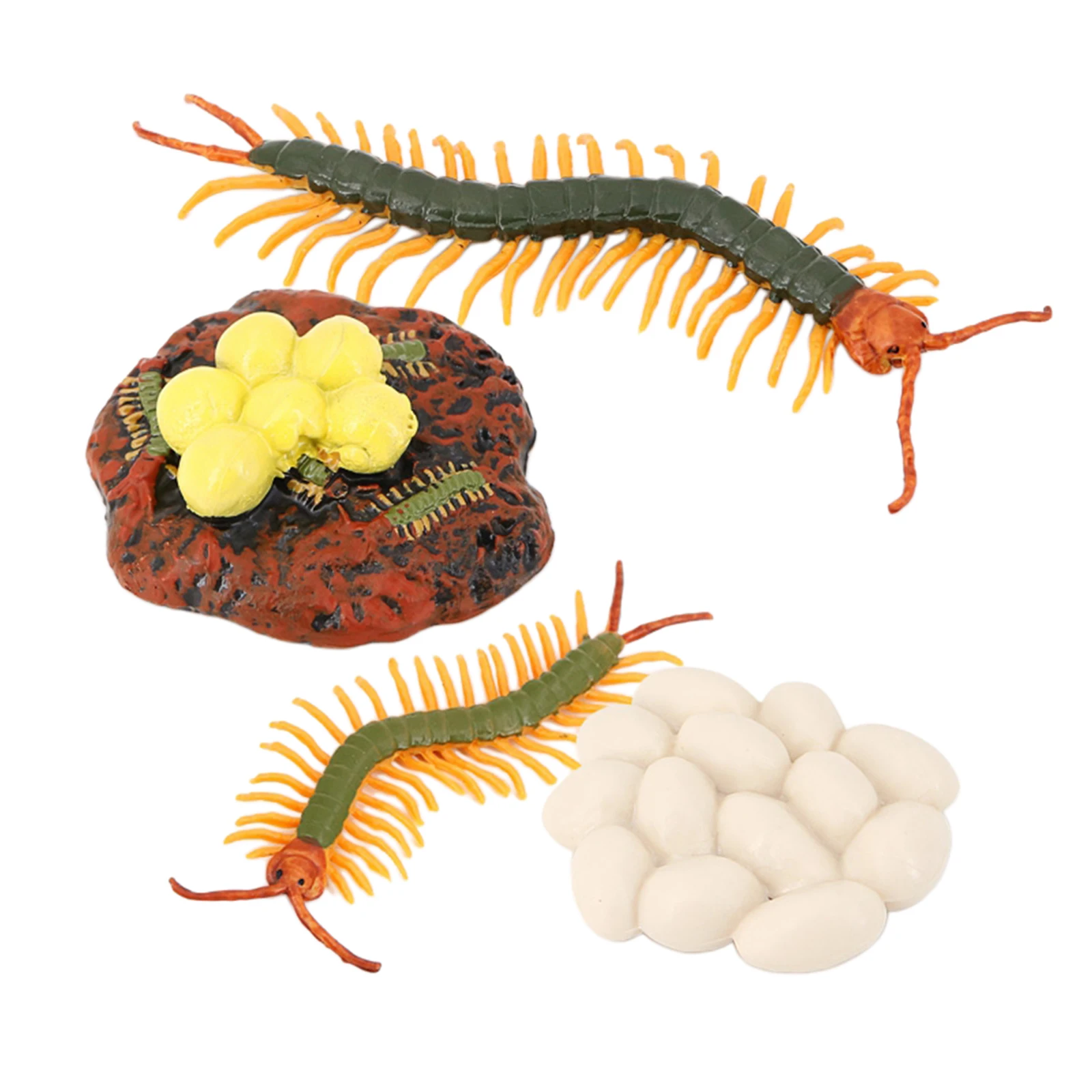 4 Stages Life Cycle of a Centipede Insects Plastic Centipede Toy Figure 