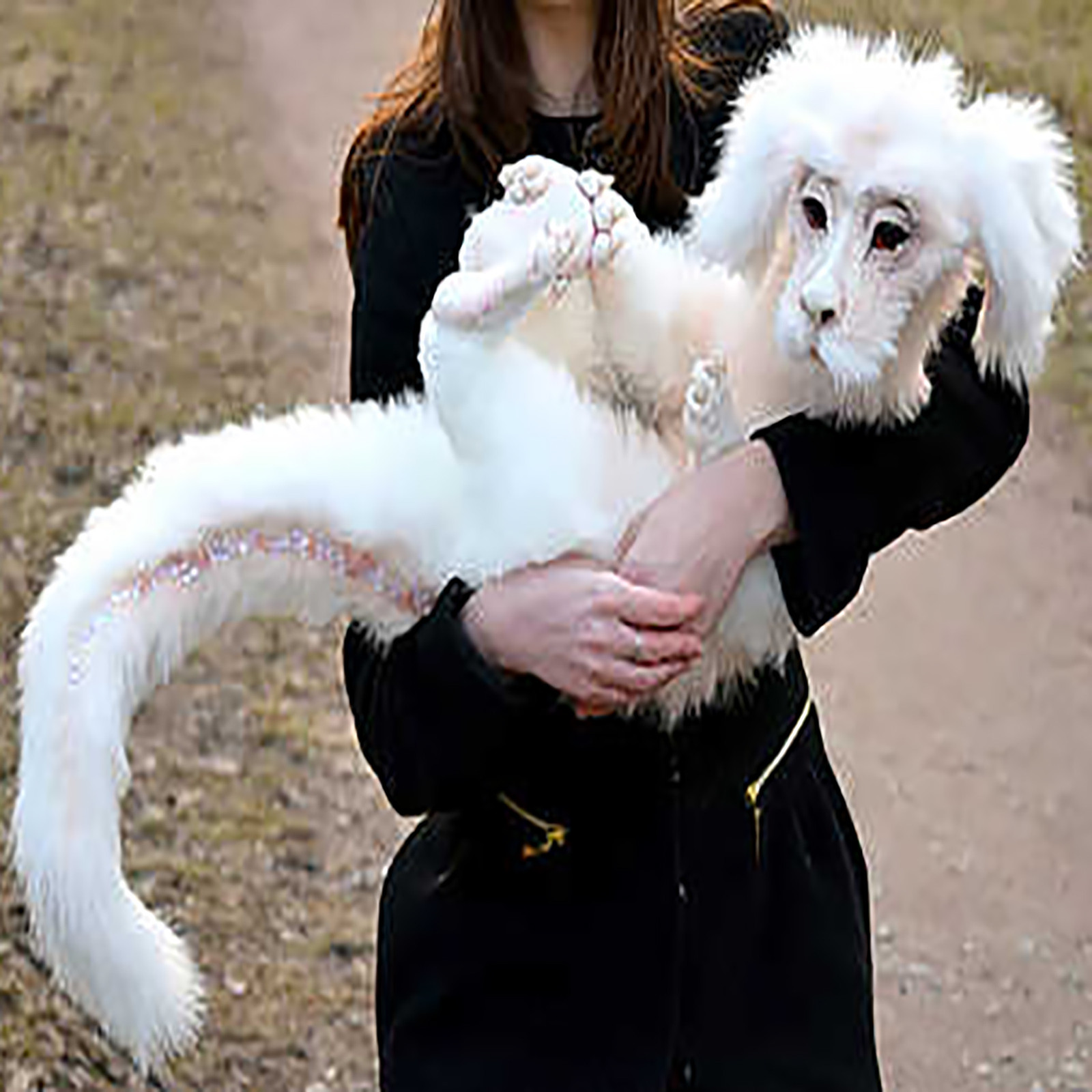 falkor dolls for sale