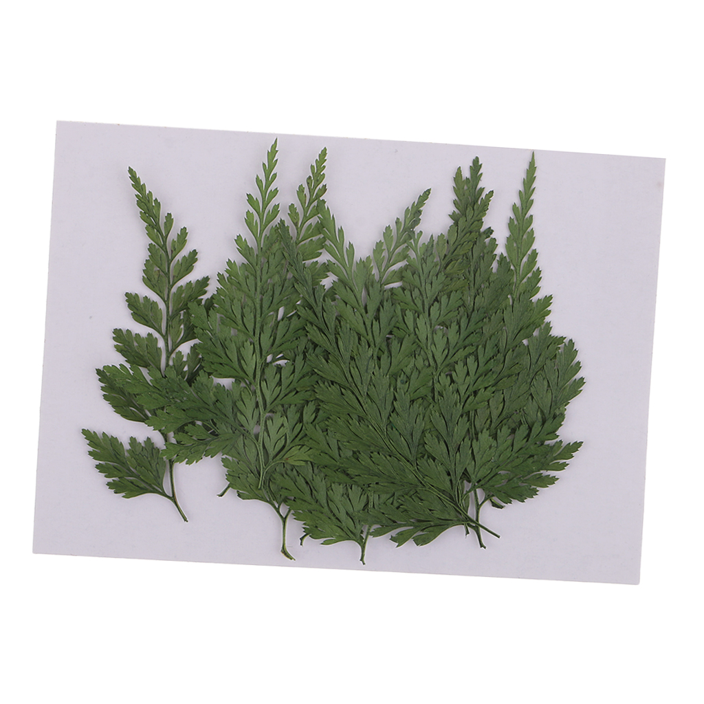 12 Pack Pressed Leaves Natural Dried Flowers for Scrapbooking Card making DIY Art Craft - 5 - 6cm / 1.97 - 2.36