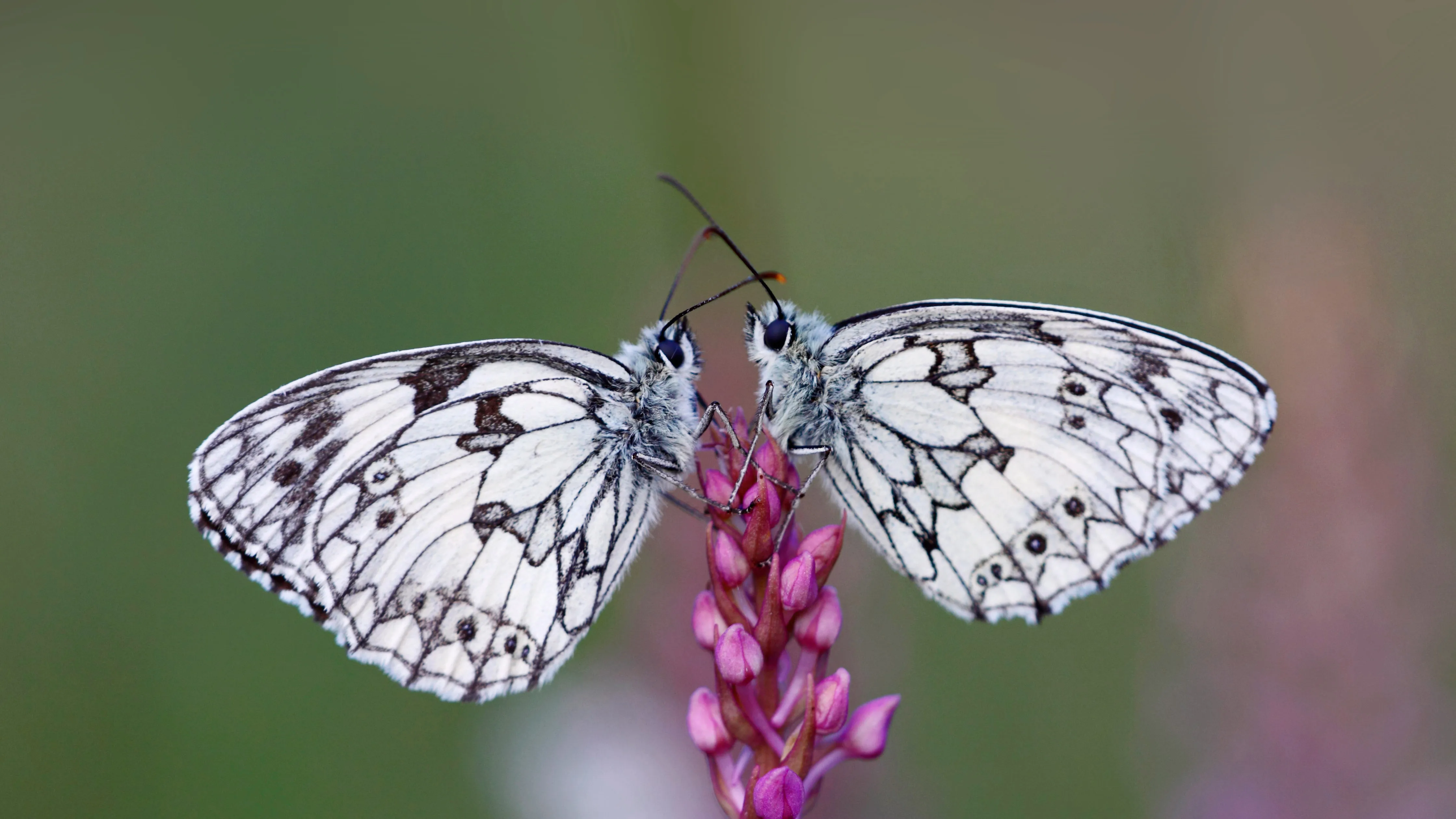 OHR.ButterflyPair_ZH-CN9153450825_UHD.png