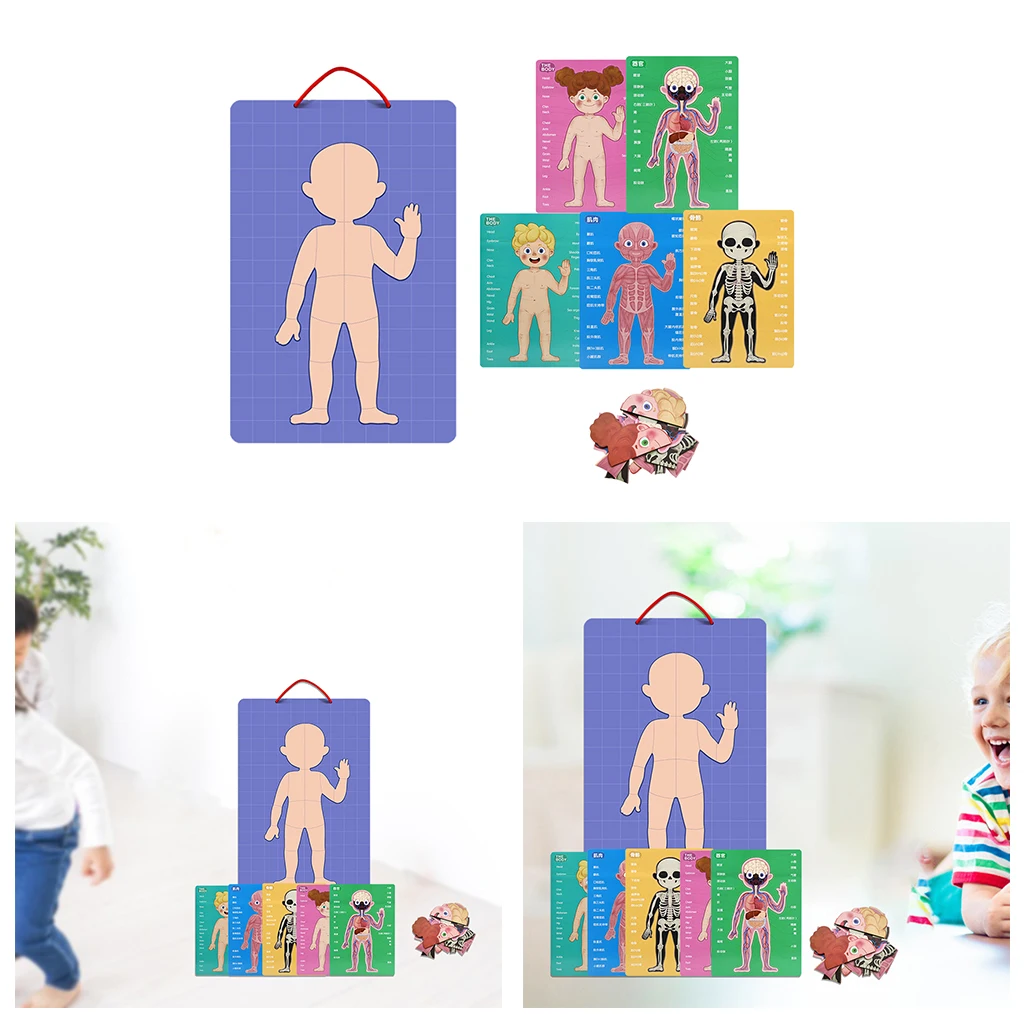 Magnetic Human Body Puzzle Anatomy Play Set Educational Toy Body Puzzles Magnetic Human Body Puzzle Anatomy Play Set Educational Toy Body Puzzles